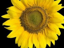 Kesetiaan Adalah Puncak Ikatan Perkawanan Menuju Ikatan Persaudaraan Yang Sejati