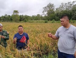Dewas dan Dirut BUMD Tuah Sekata Tinjau Ketersediaan Beras Penyalai di Kuala Kampar