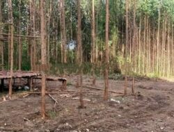 Pentolan Anak Kemenakan Batin Sengeri Ditangkap, Kuasa Hukum Apul Sihombing Bereaksi Keras