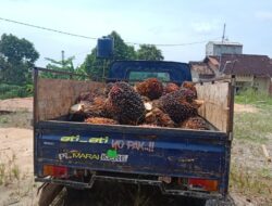 Curi TBS Sawit Milik Perusahaan Dengan Mobil Pick Up, Oknum Buruh Ditangkap Polsek Penawartama