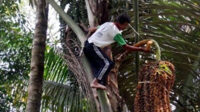 Nilai Ekonomis Fantastis Berkebun Pohon Enau Di Tapanuli Selatan