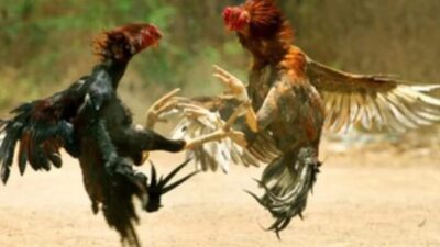 Ssttt, Judi Sabung Ayam Marak di Hamparan Perak Kabupaten Deliserdang