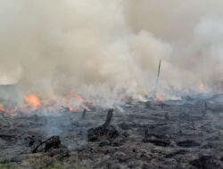 Dalam Kurun Satu Minggu Telah Terjadi Kebakaran Lahan Di Rokan Hilir