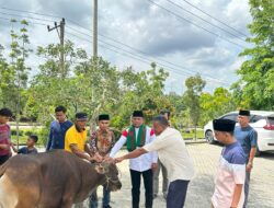 Bupati H Zukri Serahkan 8 Ekor Sapi Kurban dan Kambing ke Masjid di Kecamatan Pangkalan Kerinci