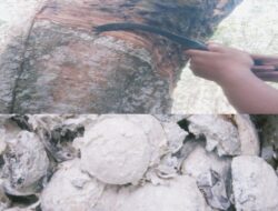 Sudah Tau Getah Karet Kegunaannya?, Cek Fakta Getah Karet Berikut ini