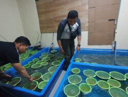 Ditpolair Baharkam Polri Gagalkan Penyelundupan 350 Ribu Baby Lobster yang Berpotensi Rugikan Negara Rp87.5 Miliar Rupiah