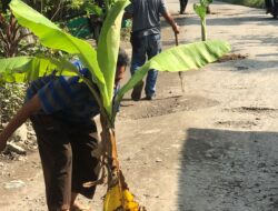 Kesal Terhadap Pemerintahan Desa, Warga Lakukan Aksi Penanaman Batang Pisang di Tengah Jalan