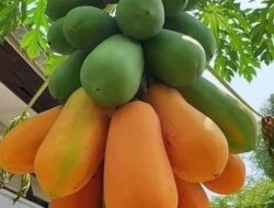 Sudah Tau Manfaat dan Kegunaan Buah Pepaya?, Simak Ulasan Berikut Ini !!