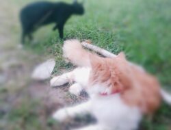 Apa saja sifat sifat kucing?, Simak Ulasan Berikut ini!!