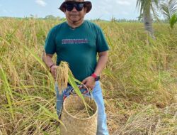 Beras Penyalai Ikon Pangan di Kabupaten Pelalawan, Ini Harapan Dirut Perumda Tuah Sekata
