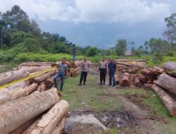 Polres Kampar Komitmen Berantas Ilegal Logging , Amankan 215 Tual Kayu Tak Bertuan serta Mobil Truk yang Bermuatan Kayu Ilog