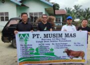 Berbagi Kebahagiaan di Momen Hari Raya Idhul Adha, PT Musim Mas salurkan 13 ekor Hewan Qurban