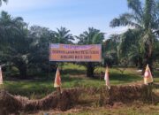 : Asset Negara Kebun Penara PTPN II Beralih Ke Mafia Tanah ???