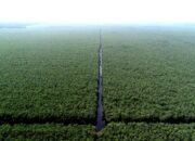 Delapan Tahun Kerja Sama, PT Mitra Hutani Jaya Tak Bayar Fee Akasia ke Warga Pulau Muda