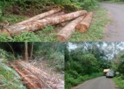 Ilegal Logging Marak di Tapanuli Selatan, Diduga Melibatkan ASN Berinisial J RTG