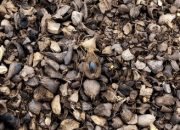 Marak Penampungan Cangkang dan Inti Diduga Hasil Penggelapan di Pangkalan Kuras