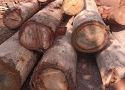 Diduga Marak Gudang Hasil Ilegal Logging di Teratak Buluh, Aparat Penegak Hukum Dipertanyakan