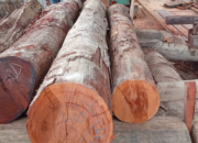 Marak Ilegal Logging di Wilkum Polres Kampar, Oknum Datuk Diduga Minta Setoran ke Pemilik Gudang Kayu Ilegal di Teratak Buluh Sebagai Bentuk Keamanan