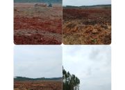 Diduga Abaikan Putusan Inkrah PTUN, Aktivitas PT Arara Abadi di Lahan Adat Batin Singeri Berpotensi Pidana