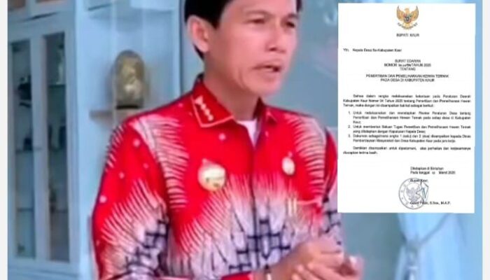 Bupati Kaur Instruksikan Desa Bentuk Satgas Khusus: Tindak Tegas Ternak Liar