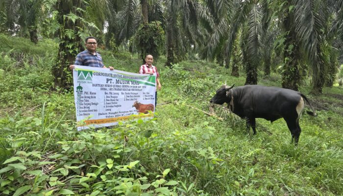 Sambut Idul Adha 1447 H, PT Musim Mas Salurkan 22 Ekor Sapi Qurban untuk Desa sekitar Operasinaol Perusahaan