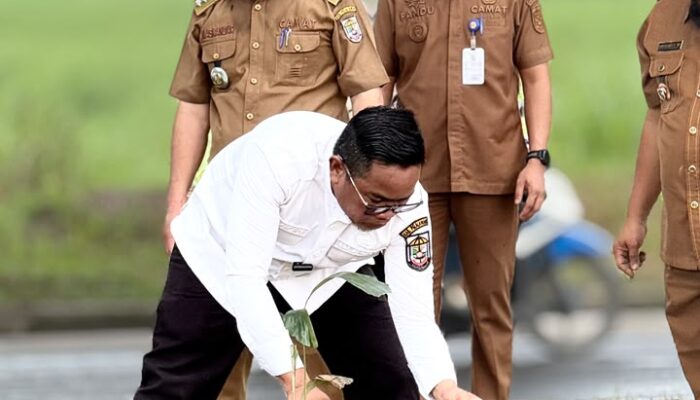 Bupati Zukri Pimpin Penanaman Bibit Pohon Aren di Pangkalan Kerinci