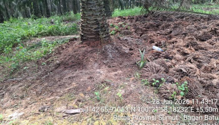 Operasional Kebun Torgamba Tetap Normal, PTPN IV Regional I Lanjutkan Investigasi Internal