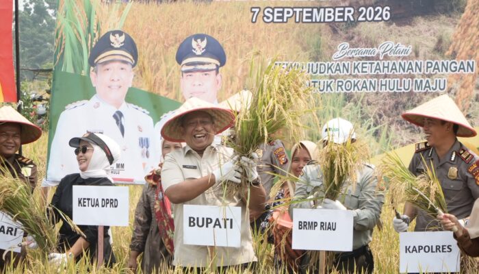 Panen Padi di Rambah Baru Capai 8,9 Ton per Hektare, Produktivitas Meningkat Signifikan