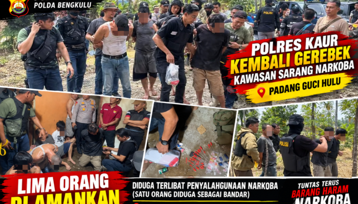 POLRES KAUR KEMBALI GEREBEK KAWASAN DIDUGA SARANG NARKOBA DI PADANG GUCI HULU, LIMA ORANG DIAMANKAN